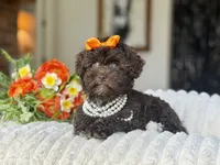 Cocoa, a female Poodle - Toy  for sale in Lena, LA – 3 of 6