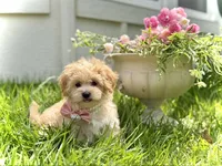 London, a female Maltipoo and Poodle - Toy  for sale in Lena, LA – 5 of 5