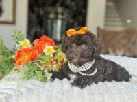 Cocoa, a female Poodle - Toy  for sale in Lena, LA – 2 of 6