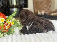 Cocoa, a female Poodle - Toy  for sale in Lena, LA – 5 of 6