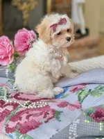 Bella Rose, a female Maltipoo and Poodle - Toy  for sale in Lena, LA – 3 of 4