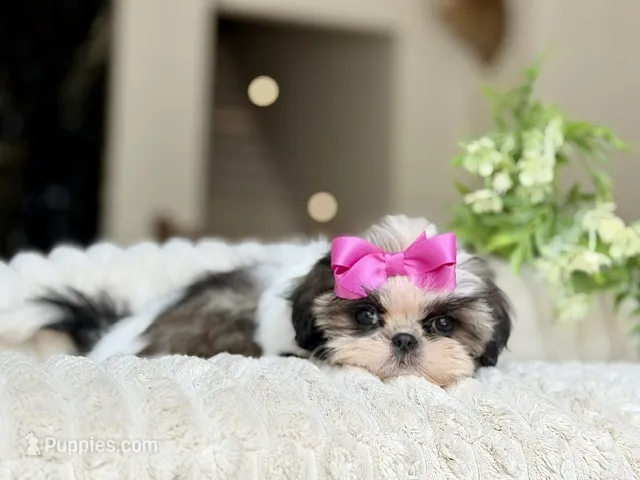 Petite Posie – Shih Tzu puppy for sale in Lena, LA