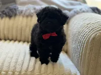 Ham, a male Poodle - Toy  for sale in Lena, LA – 5 of 6