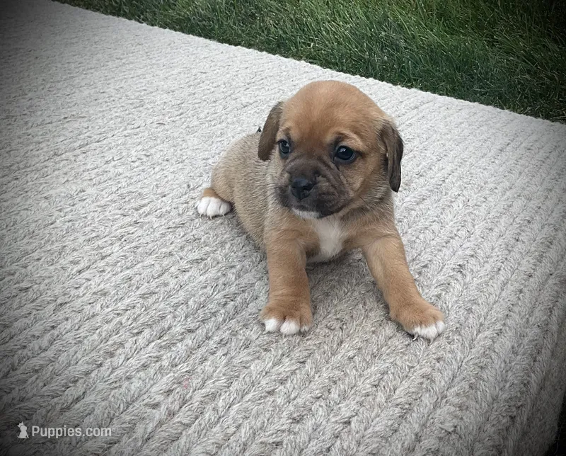 Sophia  – Puggle puppy for sale in Baltic, OH