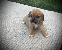 Sophia , a female Puggle for sale in Baltic, OH – 1 of 6