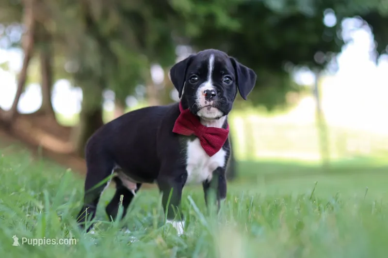 Lane – Boxer puppy for sale in Baltic, OH