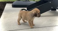 Heidi , a female Puggle for sale in Baltic, OH – 5 of 8