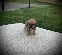 Shane, a male Puggle for sale in Baltic, OH – 2 of 6
