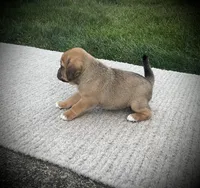 Sophia , a female Puggle for sale in Baltic, OH – 4 of 6