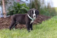 Lance, a male Boxer for sale in Baltic, OH – 5 of 10