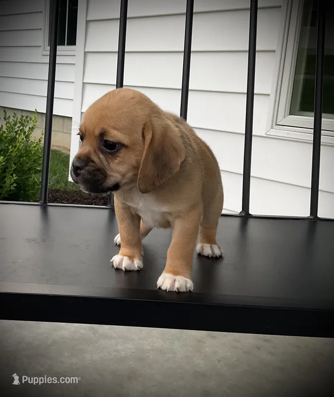 Scout  – Puggle puppy for sale in Baltic, OH