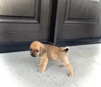 Hannah, a female Puggle for sale in Baltic, OH – 3 of 8
