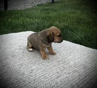 Shane, a male Puggle for sale in Baltic, OH – 5 of 6