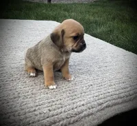 Shiloh, a male Puggle for sale in Baltic, OH – 2 of 6