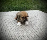 Sawyer, a male Puggle for sale in Baltic, OH – 2 of 6