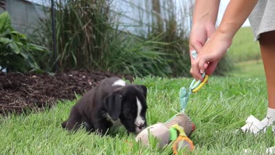 Lance, a male Boxer for sale in Baltic, OH – 10 of 10