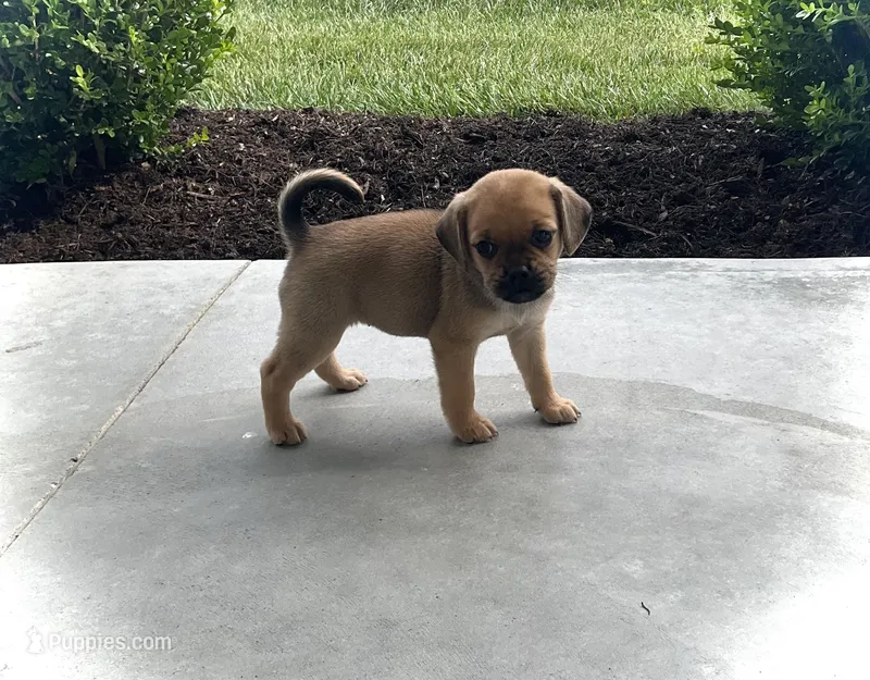 Hannah – Puggle puppy for sale in Baltic, OH