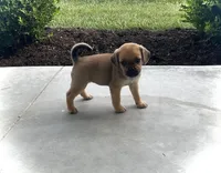 Hannah, a female Puggle for sale in Baltic, OH – 4 of 8