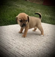 Stella, a female Puggle for sale in Baltic, OH – 2 of 5