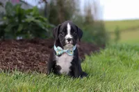Lance, a male Boxer for sale in Baltic, OH – 9 of 10