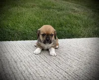 Sawyer, a male Puggle for sale in Baltic, OH – 6 of 6