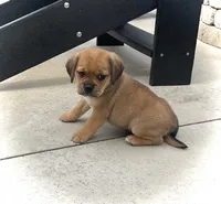 Hoover, a male Puggle for sale in Baltic, OH – 2 of 8