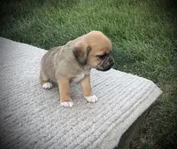Scout , a male Puggle for sale in Baltic, OH – 6 of 6