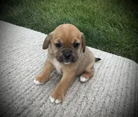 Sophia , a female Puggle for sale in Baltic, OH – 6 of 6