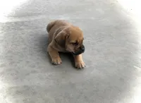 Harrison, a male Puggle for sale in Baltic, OH – 2 of 7