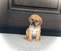 Henry , a male Puggle for sale in Baltic, OH – 5 of 7