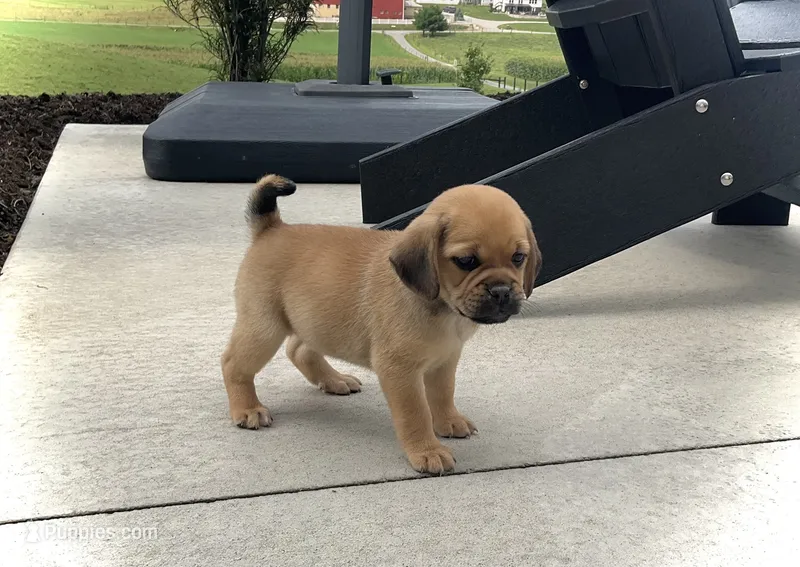 Heidi  – Puggle puppy for sale in Baltic, OH