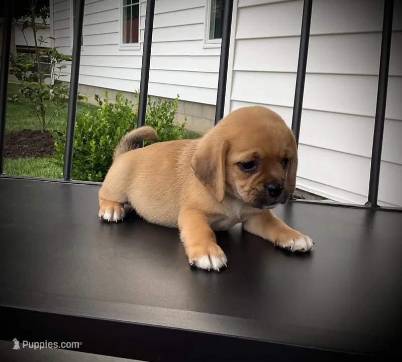 Shiloh – Puggle puppy for sale in Baltic, OH