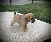 Sasha , a female Puggle for sale in Baltic, OH – 4 of 6