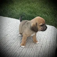 Sophia , a female Puggle for sale in Baltic, OH – 5 of 6