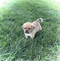 Hunter, a male Puggle for sale in Baltic, OH – 6 of 8