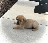 Haley, a female Puggle for sale in Baltic, OH – 2 of 6
