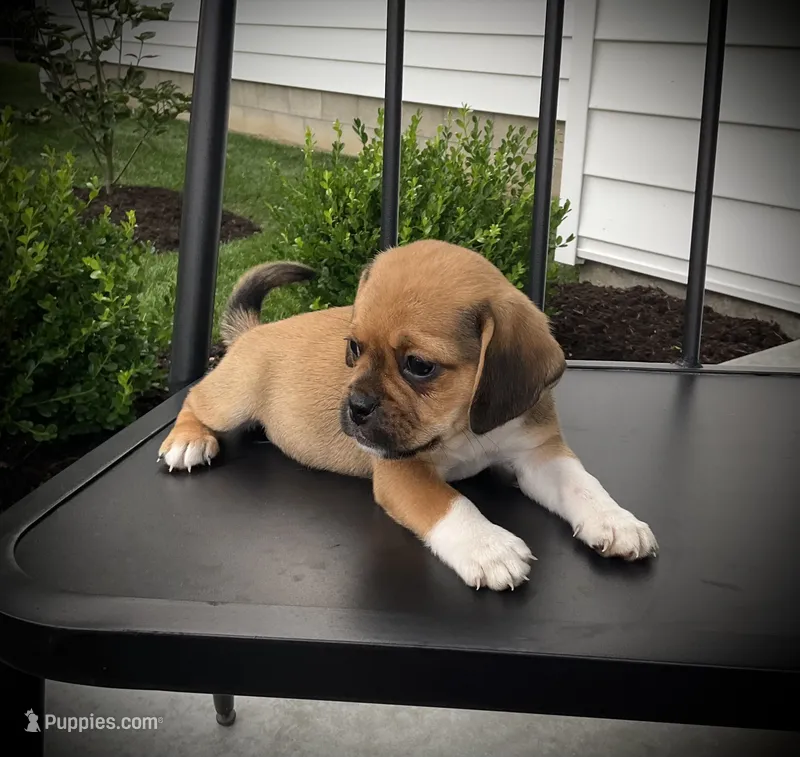 Sawyer – Puggle puppy for sale in Baltic, OH