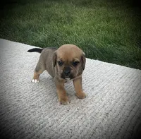 Shane, a male Puggle for sale in Baltic, OH – 6 of 6