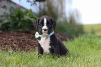 Lance, a male Boxer for sale in Baltic, OH – 2 of 10