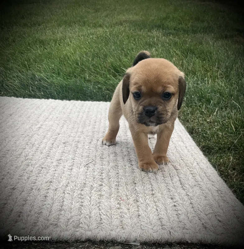 Stella – Puggle puppy for sale in Baltic, OH