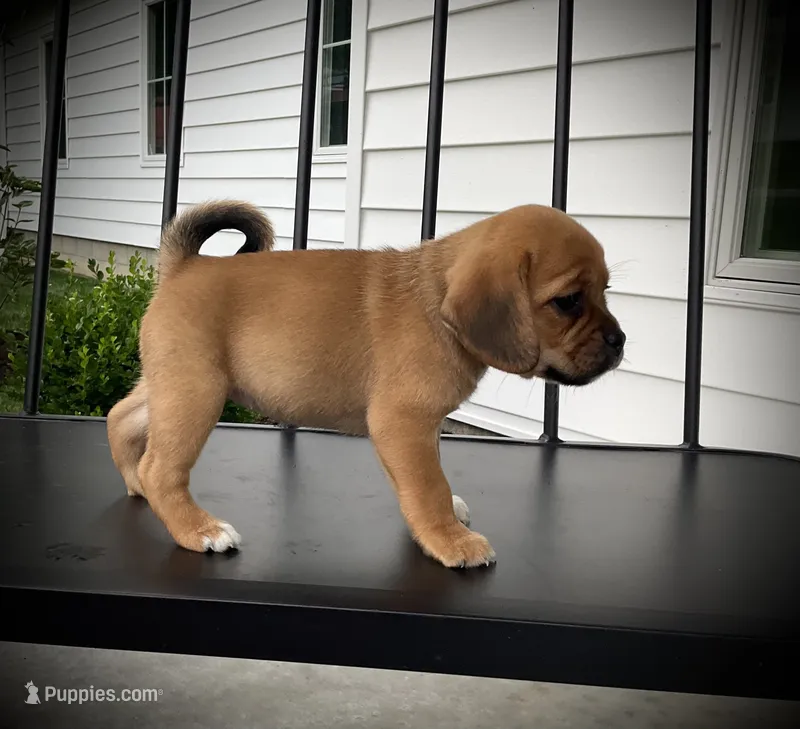Scarlet  – Puggle puppy for sale in Baltic, OH