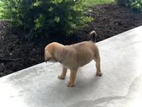 Hannah, a female Puggle for sale in Baltic, OH – 2 of 8