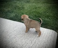 Stella, a female Puggle for sale in Baltic, OH – 3 of 5