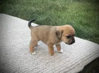 Scarlet , a female Puggle for sale in Baltic, OH – 6 of 6
