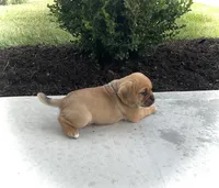 Hunter, a male Puggle for sale in Baltic, OH – 2 of 8