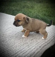 Scarlet , a female Puggle for sale in Baltic, OH – 3 of 6