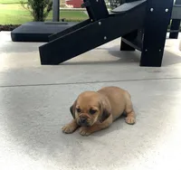 Heidi , a female Puggle for sale in Baltic, OH – 6 of 8