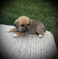 Scout , a male Puggle for sale in Baltic, OH – 2 of 6
