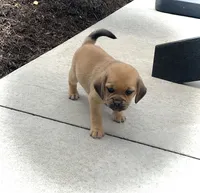 Heidi , a female Puggle for sale in Baltic, OH – 2 of 8