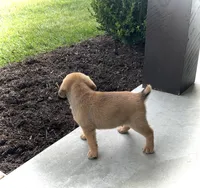 Henry , a male Puggle for sale in Baltic, OH – 2 of 7